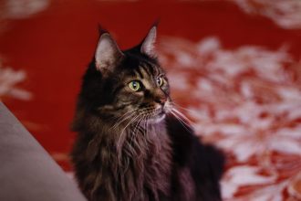 Maine Coon Lifespan Explained: How Long These Large Cats Usually Live 4 pexels photo 20380156