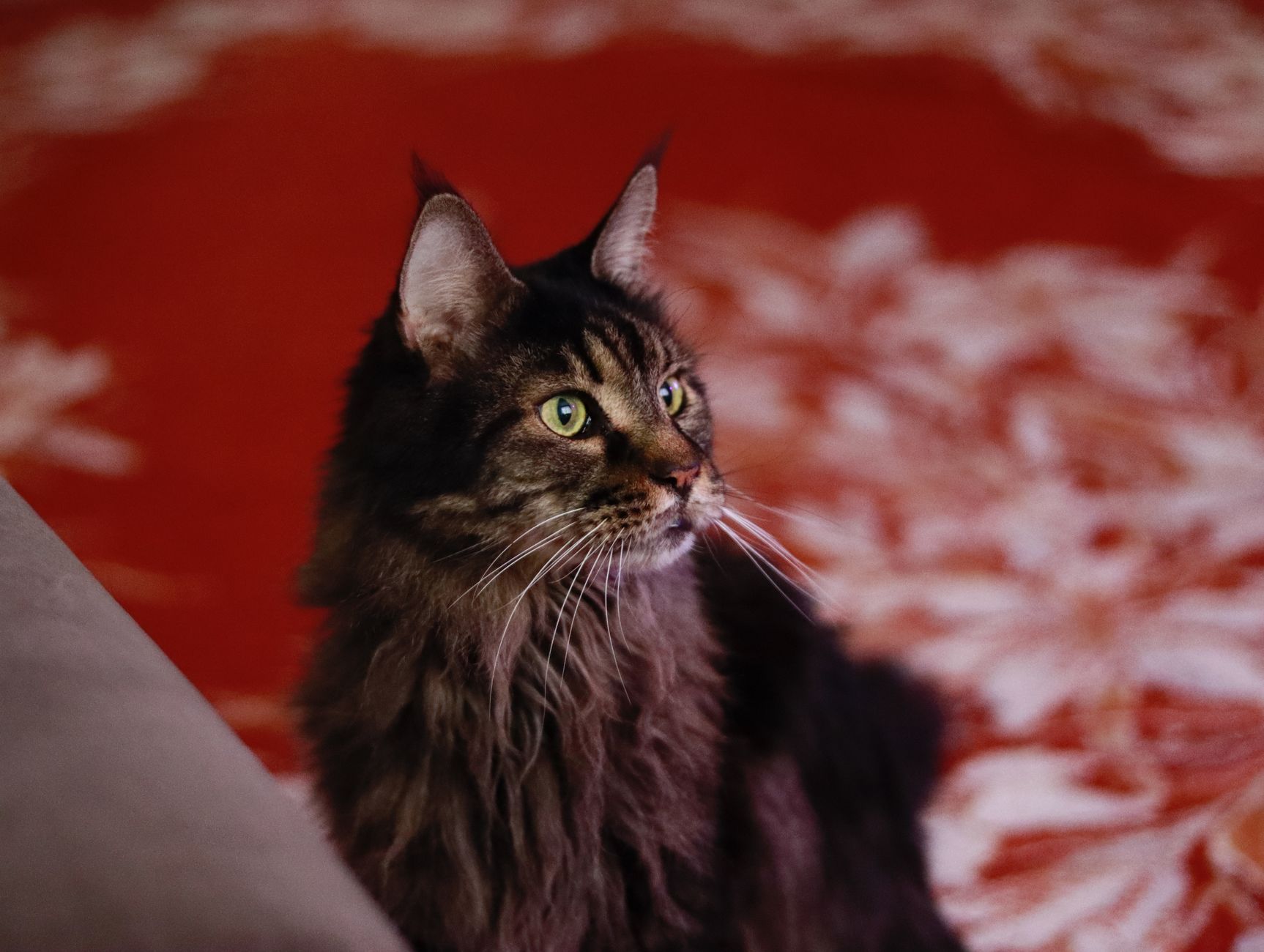 Maine Coon Lifespan Explained: How Long These Large Cats Usually Live 1 pexels photo 20380156