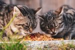 How Much Tiki Cat Food Should You Feed Your Cat? A Practical Guide to Portion Sizes