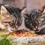How Much Tiki Cat Food Should You Feed Your Cat? A Practical Guide to Portion Sizes 3 How Much Tiki Cat Food Should You Feed Your Cat? A Practical Guide to Portion Sizes