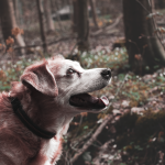 When Does a Dog Become a Senior? Understanding Age, Size, and Signs of Aging 2 When Does a Dog Become a Senior? Understanding Age, Size, and Signs of Aging
