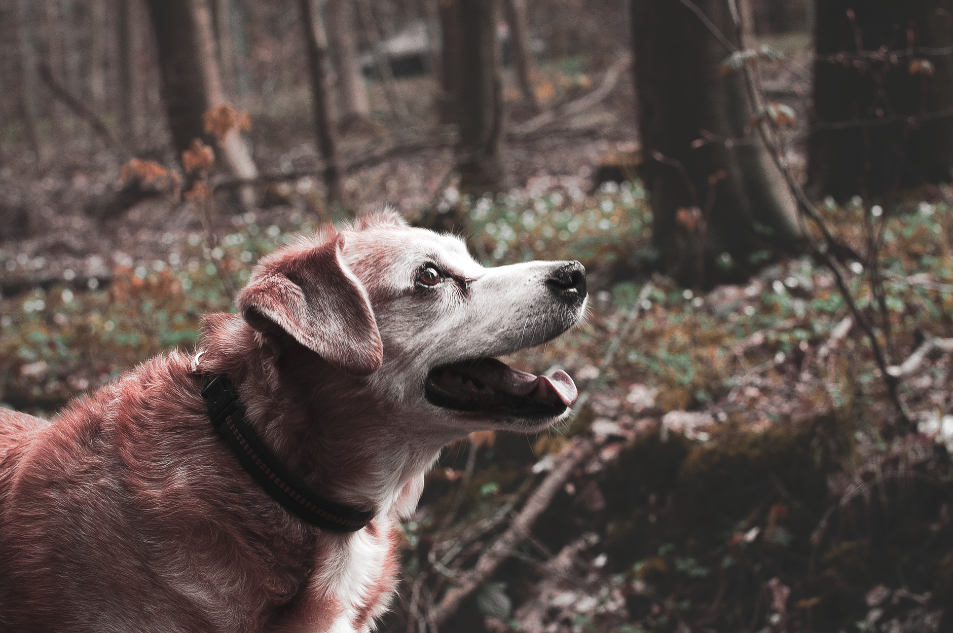 When Does a Dog Become a Senior? Understanding Age, Size, and Signs of Aging 1 When Does a Dog Become a Senior? Understanding Age, Size, and Signs of Aging