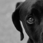 How to Identify a Dog Breed: Key Features That Reveal a Dog’s Background 3 How to Identify a Dog Breed: Key Features That Reveal a Dog’s Background