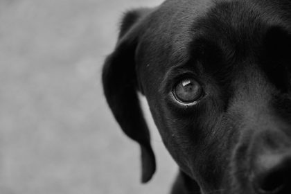 How to Identify a Dog Breed: Key Features That Reveal a Dog’s Background