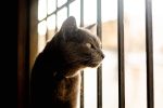 Why Do Cats Slaver?