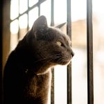Why Do Cats Slaver? 3 Why Do Cats Slaver?