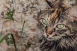 When Do Female Cats Go Into Heat? 7 When Do Female Cats Go Into Heat?