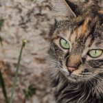 When Do Female Cats Go Into Heat? 3 When Do Female Cats Go Into Heat?