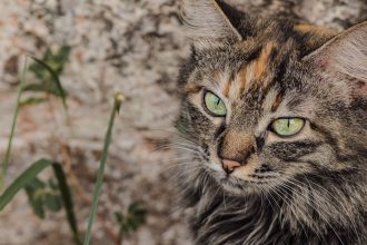 When Do Female Cats Go Into Heat? 4 When Do Female Cats Go Into Heat?