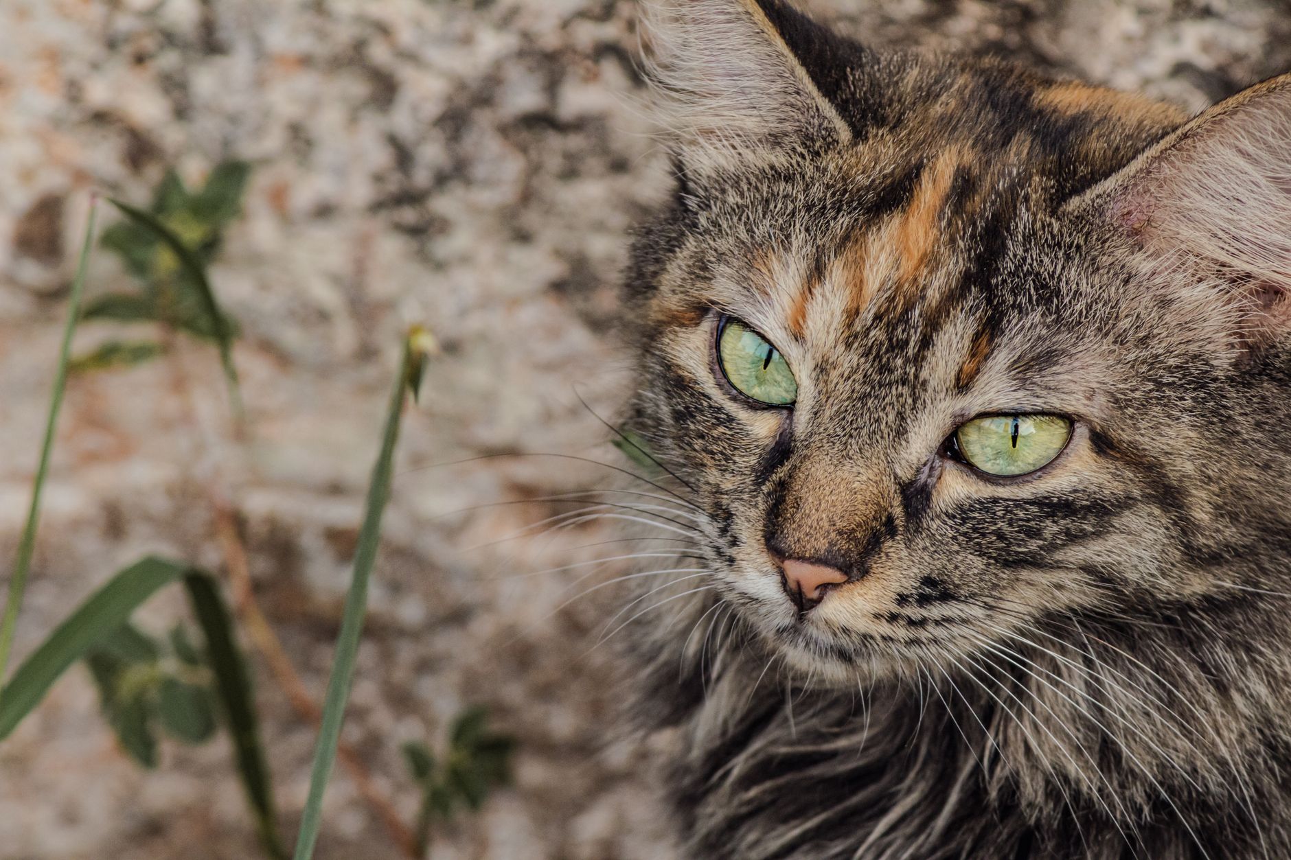 When Do Female Cats Go Into Heat? 1 When Do Female Cats Go Into Heat?