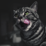 Why Does My Cat Lick Me When I Pet Her? 3 Why Does My Cat Lick Me When I Pet Her?