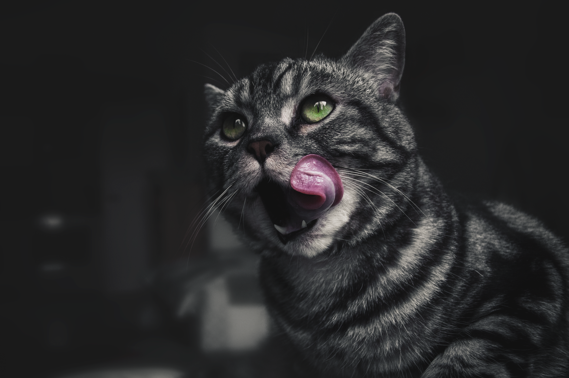 Why Does My Cat Lick Me? 1 Why Does My Cat Lick Me?