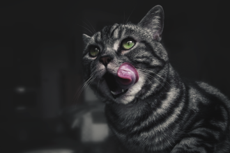 Why Do Cats Lick Plastic?