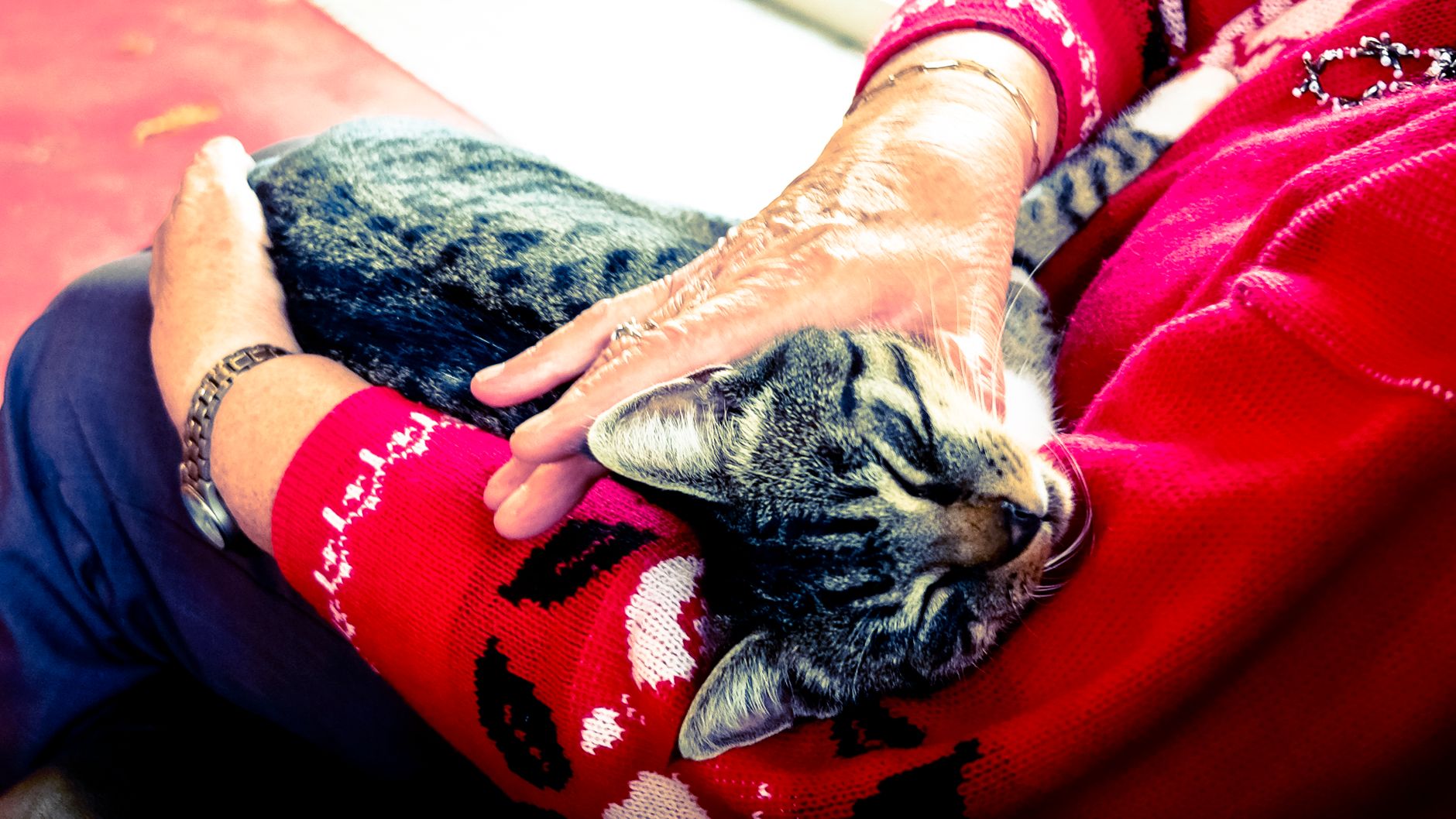 When Is A Cat Considered A Senior? 1 pexels photo 233220