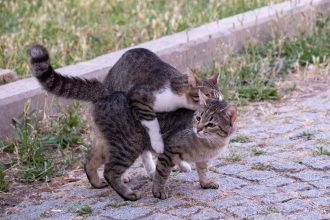 How Often Do Cats Go Into Heat? 5 How Often Do Cats Go Into Heat?