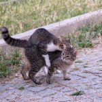 When Do Cats Start Going Into Heat? 3 When Do Cats Start Going Into Heat?