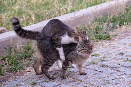 Why Do Cats Scream When Mating? 4 Why Do Cats Scream When Mating?
