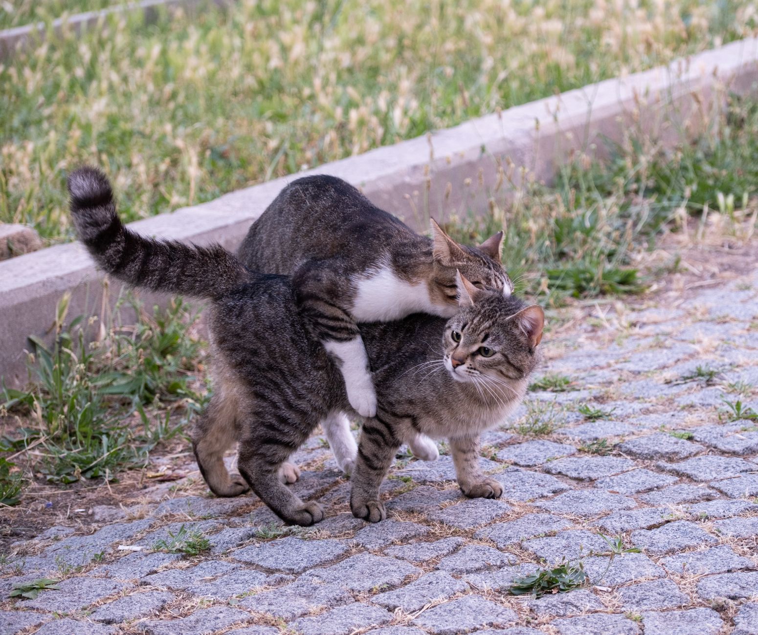 Why Do Cats Scream When Mating? 1 Why Do Cats Scream When Mating?
