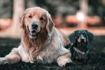Finding the Dog Breed That Matches Your Personality and Lifestyle