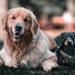 Finding the Dog Breed That Matches Your Personality and Lifestyle 3 Finding the Dog Breed That Matches Your Personality and Lifestyle
