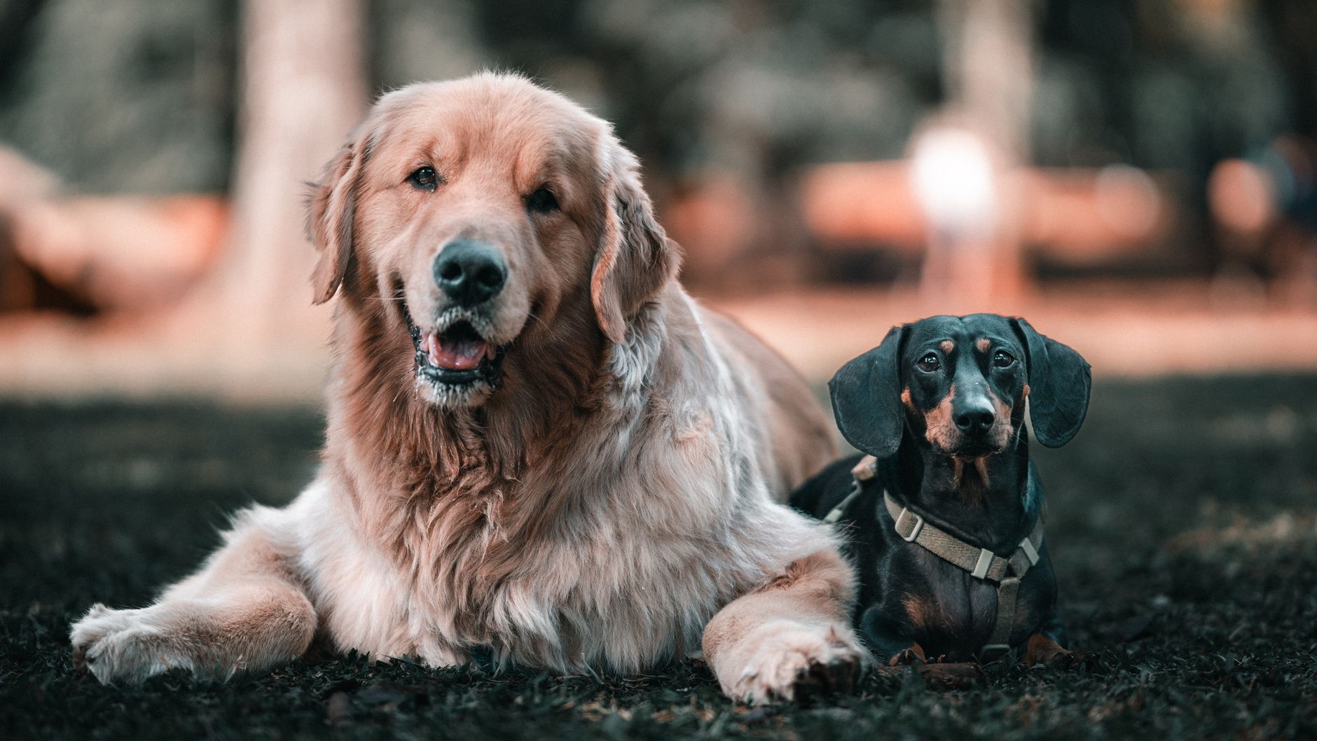 Finding the Dog Breed That Matches Your Personality and Lifestyle