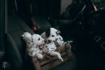 Finding the Right Dog Breed for Your Lifestyle: A Practical Guide Before You Adopt 7 Finding the Right Dog Breed for Your Lifestyle: A Practical Guide Before You Adopt