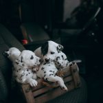 Finding the Right Dog Breed for Your Lifestyle: A Practical Guide Before You Adopt 3 Finding the Right Dog Breed for Your Lifestyle: A Practical Guide Before You Adopt