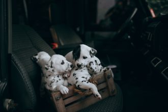 Finding the Right Dog Breed for Your Lifestyle: A Practical Guide Before You Adopt 4 Finding the Right Dog Breed for Your Lifestyle: A Practical Guide Before You Adopt