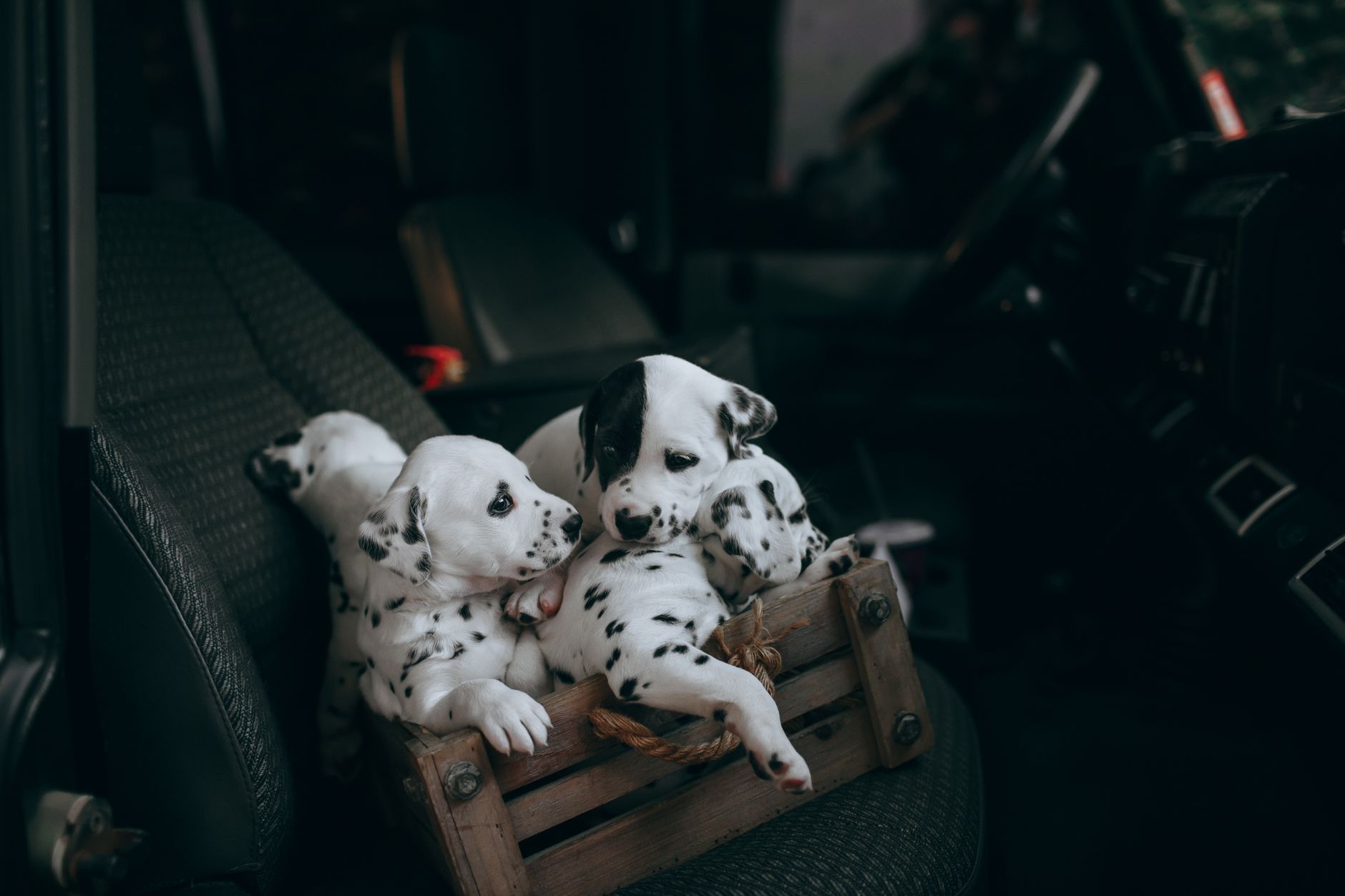 Finding the Right Dog Breed for Your Lifestyle: A Practical Guide Before You Adopt 1 Finding the Right Dog Breed for Your Lifestyle: A Practical Guide Before You Adopt