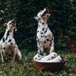 Dangerous Foods for Dogs: What Ingredients Should Stay Out of Their Bowl? 3 Dangerous Foods for Dogs: What Ingredients Should Stay Out of Their Bowl?