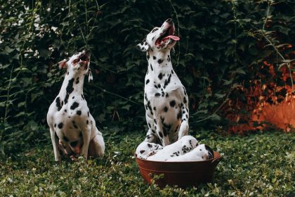 Dangerous Foods for Dogs: What Ingredients Should Stay Out of Their Bowl? 7 Dangerous Foods for Dogs: What Ingredients Should Stay Out of Their Bowl?