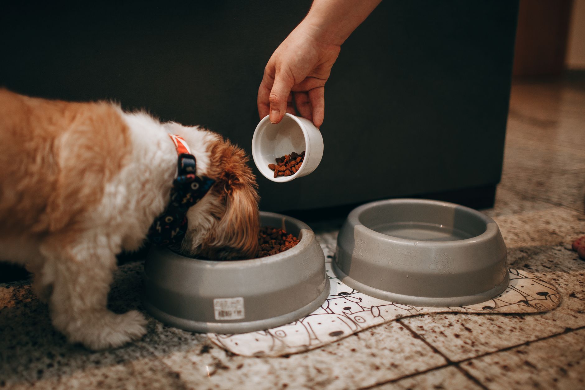 Safe and Unsafe Foods for Dogs: A Practical Guide to What Your Pet Can Eat