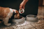 What Do Dogs Eat? A Guide to Understanding a Dog’s Natural Diet