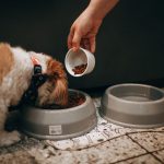 What Do Dogs Eat? A Guide to Understanding a Dog’s Natural Diet 3 What Do Dogs Eat? A Guide to Understanding a Dog’s Natural Diet