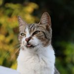 Why Do Cats Salivate? 3 Why Do Cats Salivate?