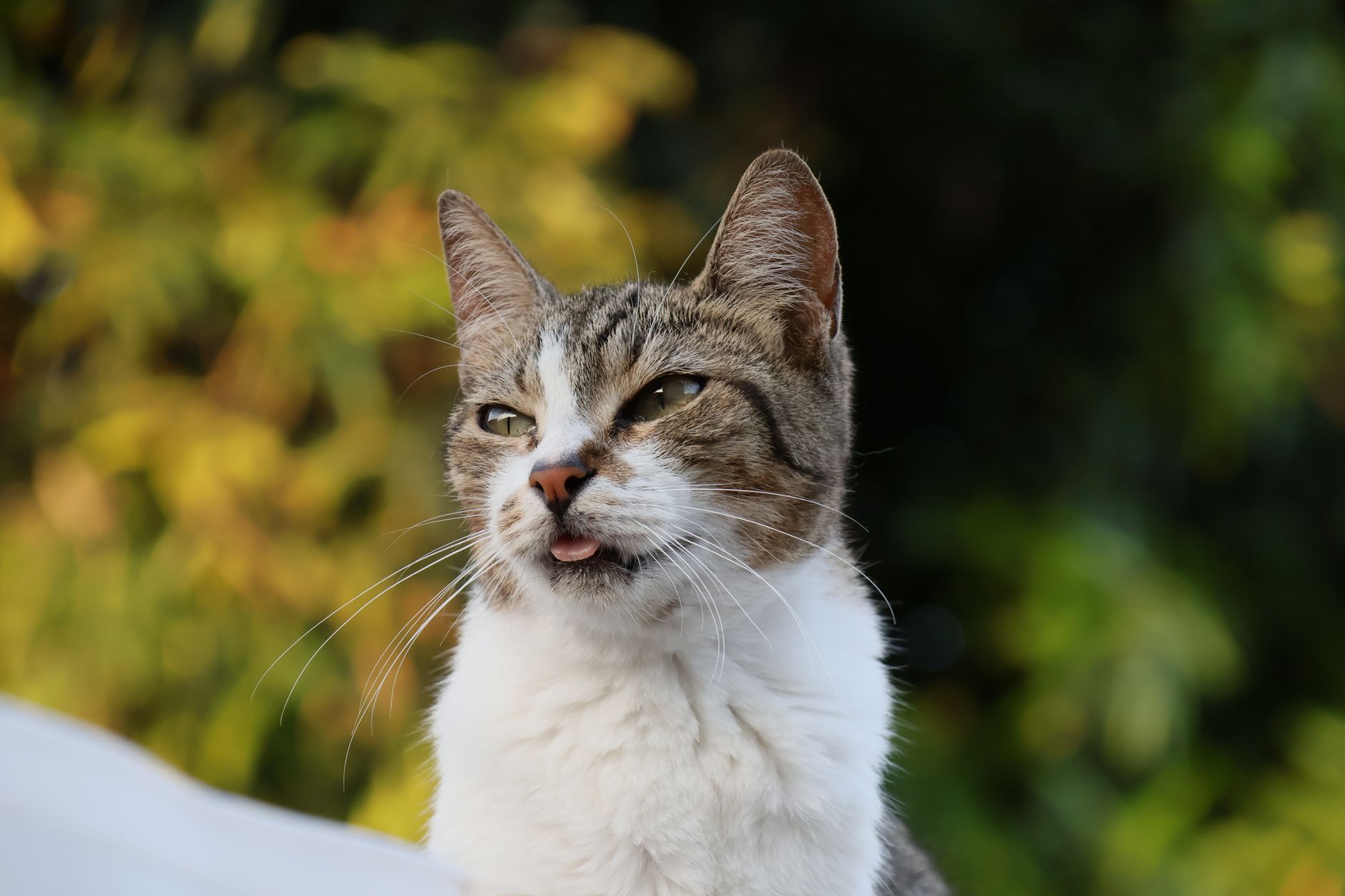 Why Do Cats Salivate?