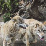 The Origin of Dogs: How Humans and Wolves Created the Modern Canine 3 The Origin of Dogs: How Humans and Wolves Created the Modern Canine