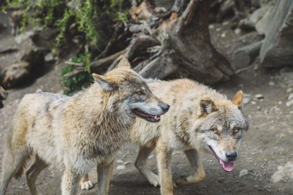 The Origin of Dogs: How Humans and Wolves Created the Modern Canine 10 The Origin of Dogs: How Humans and Wolves Created the Modern Canine