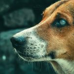 What Dog Should You Get? A Practical Guide to Finding the Right Canine Companion