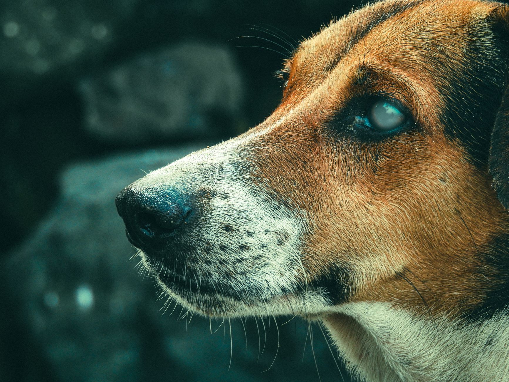 What Dog Should You Get? A Practical Guide to Finding the Right Canine Companion 1 What Dog Should You Get? A Practical Guide to Finding the Right Canine Companion
