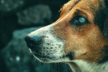 How to Identify a Dog Breed: Key Features That Help You Recognize a Dog