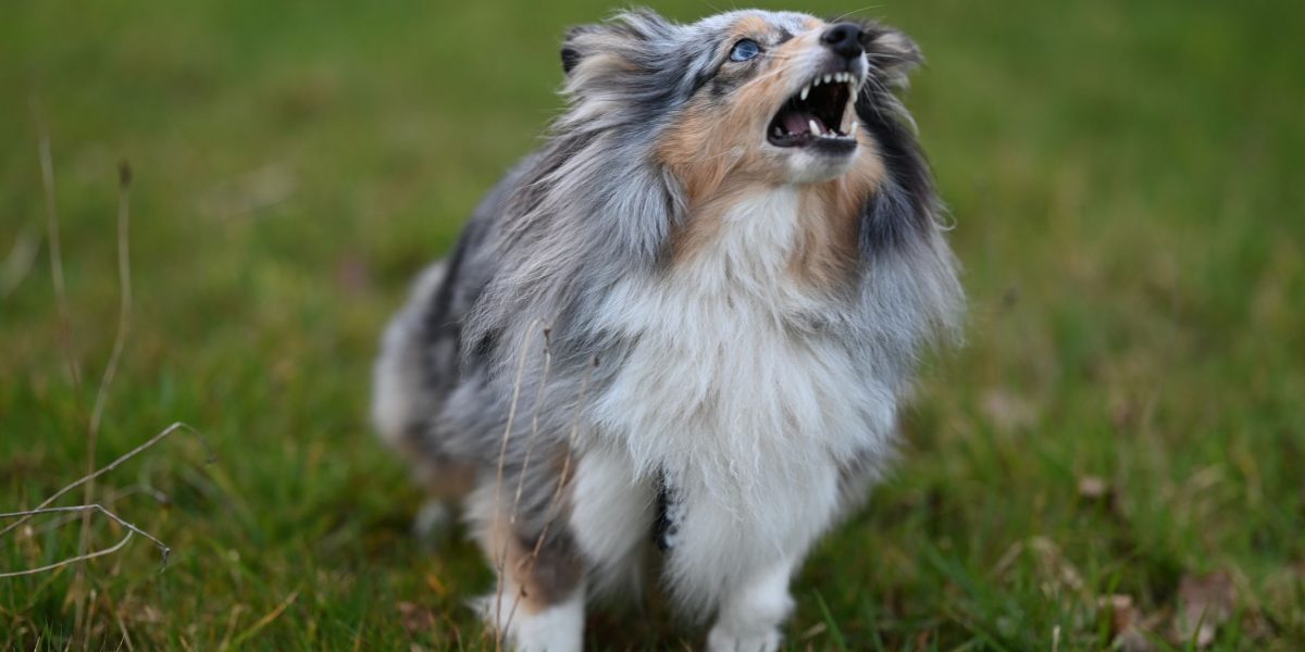 How to Teach a Dog to Bark Less Without Creating More Stress 2 How to Teach a Dog to Bark Less Without Creating More Stress