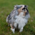 How to Teach a Dog to Bark Less Without Creating Fear or Stress 3 How to Teach a Dog to Bark Less Without Creating Fear or Stress