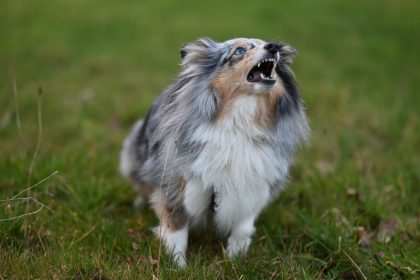 How to Teach Your Dog to Bark Less and Respond Better