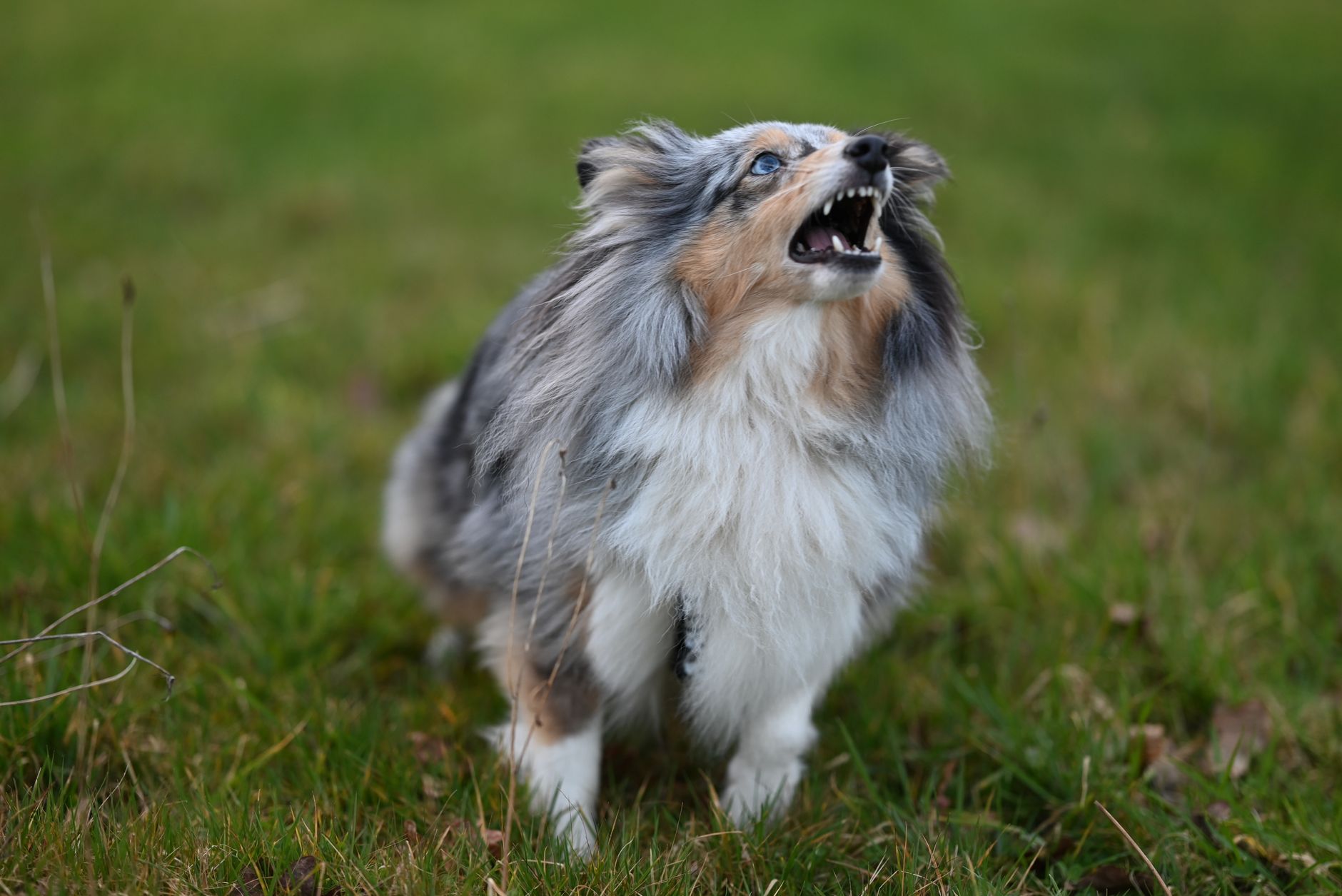 How to Teach Your Dog to Bark Less and Respond Better