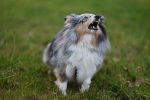 How to Reduce Excessive Dog Barking Without Creating More Stress 7 How to Reduce Excessive Dog Barking Without Creating More Stress