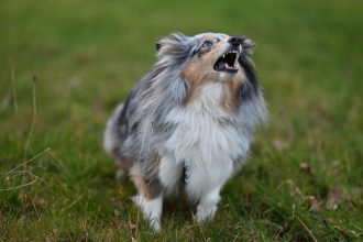 How to Reduce Excessive Dog Barking Without Creating More Stress 4 How to Reduce Excessive Dog Barking Without Creating More Stress