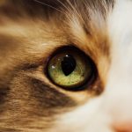 What Colors Can Cats See? Understanding the World Through Feline Vision 3 What Colors Can Cats See? Understanding the World Through Feline Vision