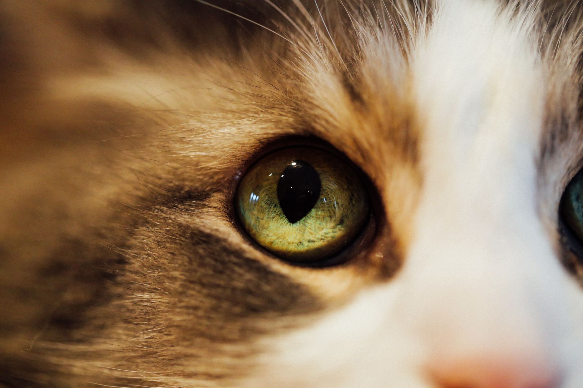 What Colors Can Cats See? Understanding the World Through Feline Vision 1 What Colors Can Cats See? Understanding the World Through Feline Vision