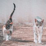 Why Do Cats Shake Their Tails? 3 Why Do Cats Shake Their Tails?